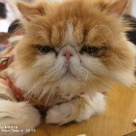 炒豆芽