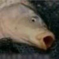 zjueyingz